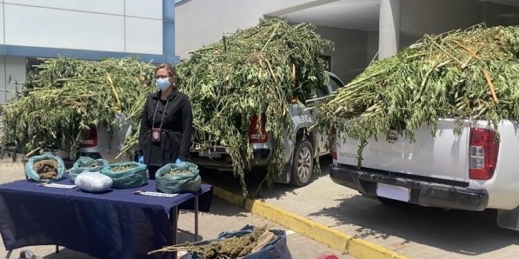 PDI Incauta 23 Mil Plantas De Cannabis En Los Vilos Mi Radio